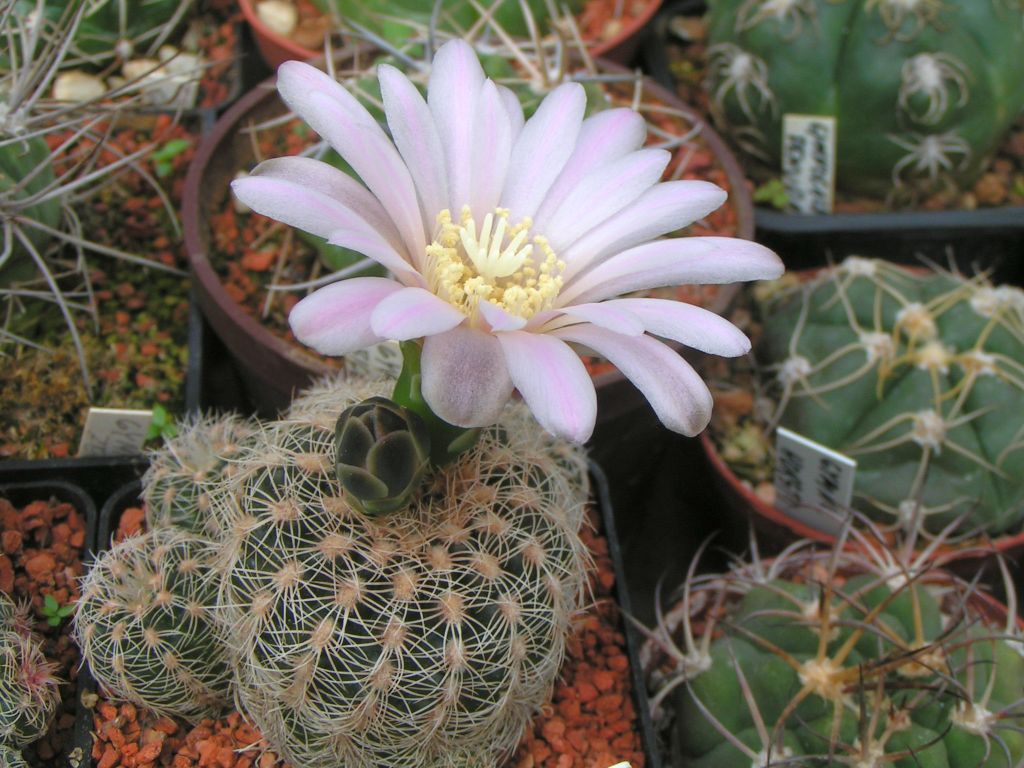 Gymnocalycium bruchii